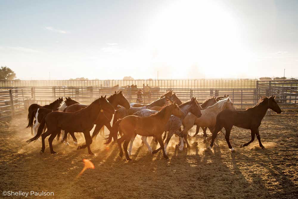 BLM Mustangs in a corral