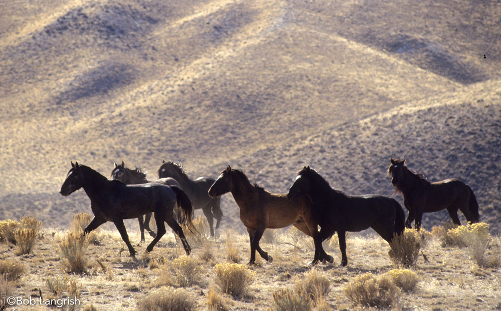 Wild Mustang horses