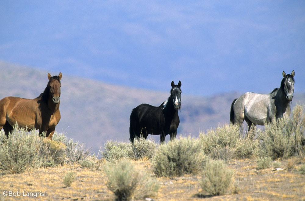 Wild equines in the mountainous desert