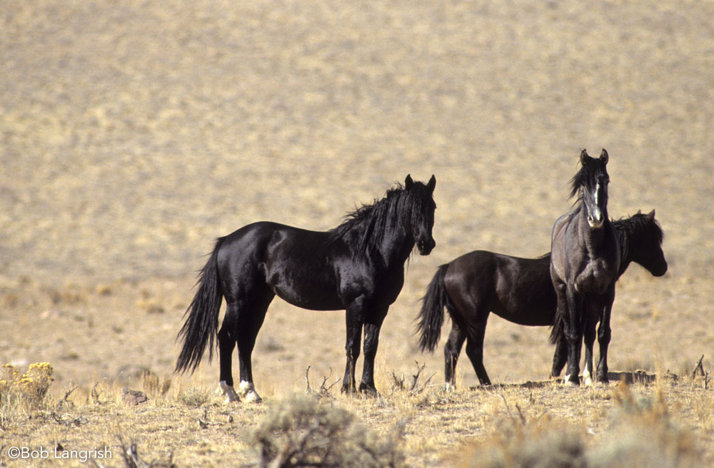 Wild Mustang horses