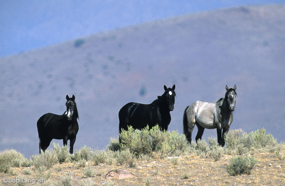 Wild Mustang horses