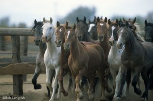 Do You Have What it Takes to Train a Mustang?