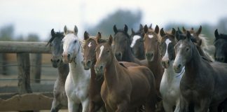 Herd of BLM Mustangs