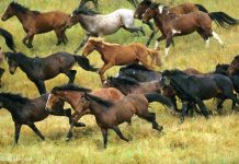 herd of wild mustang horses