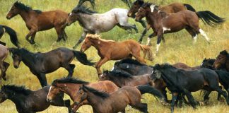 Herd of wild Mustang horses
