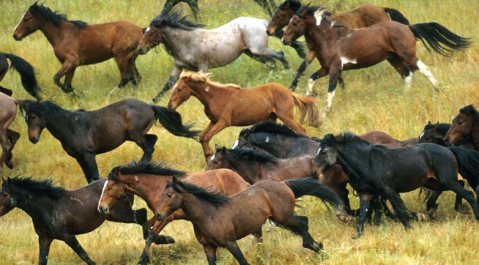 Herd of wild Mustang horses