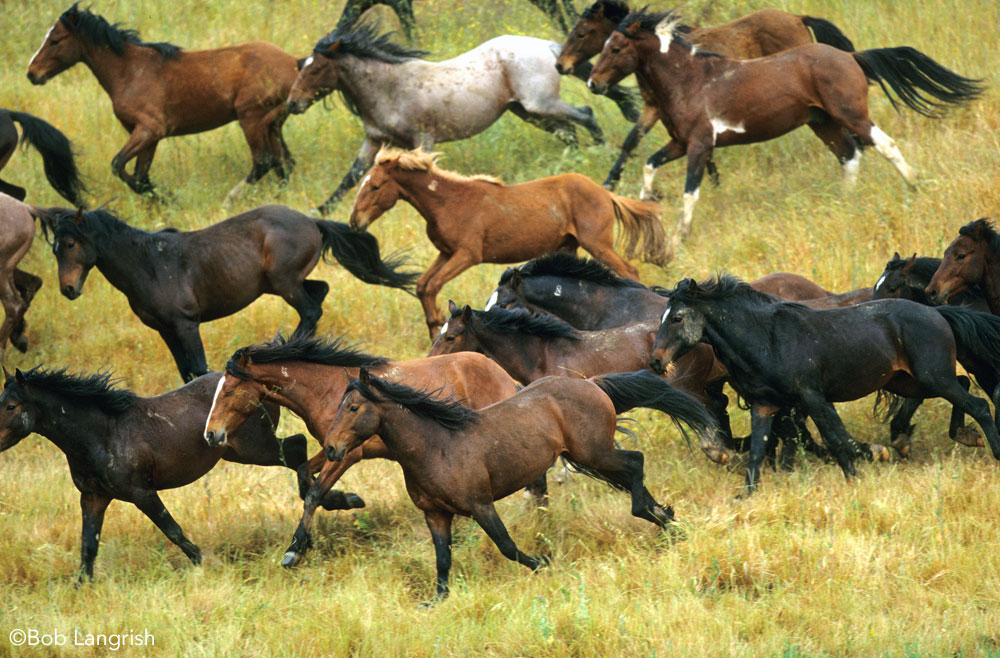A galloping herd of wild Mustang horses