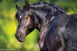 Vet Adventures: Nerves of Steel