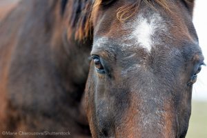 5 Horse Health Concerns NOT to Worry About
