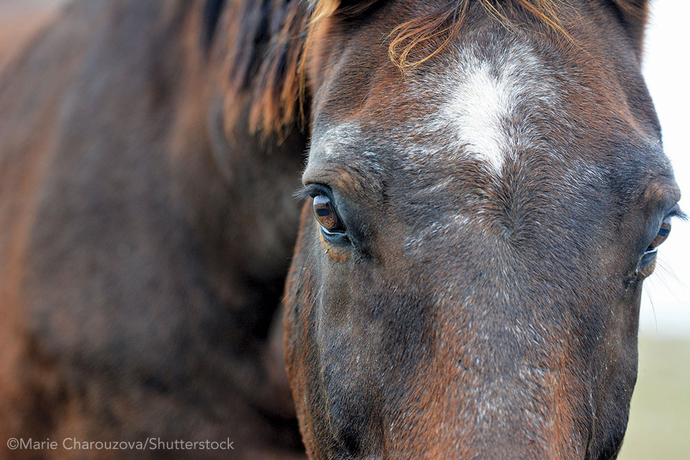 Closeup of a senior horse's face