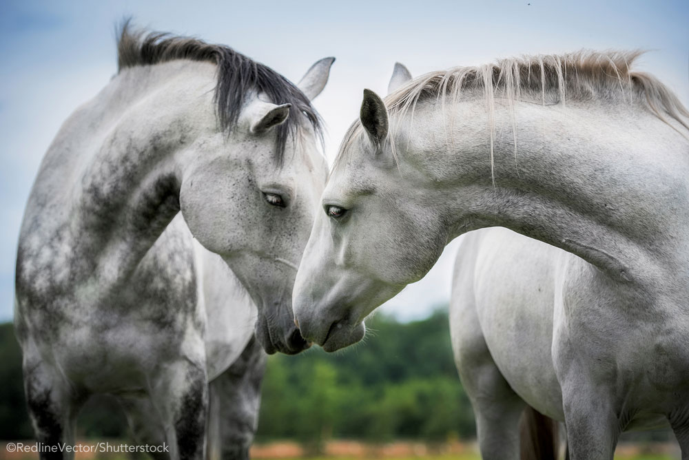 Two gray horses interacting
