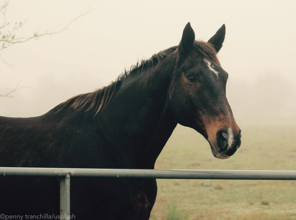 Bay horse in the mist