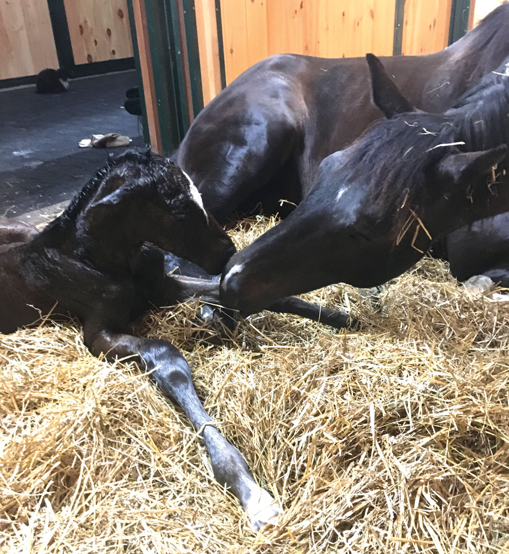 Thoroughbred mare Memento d'Oro with her newborn filly