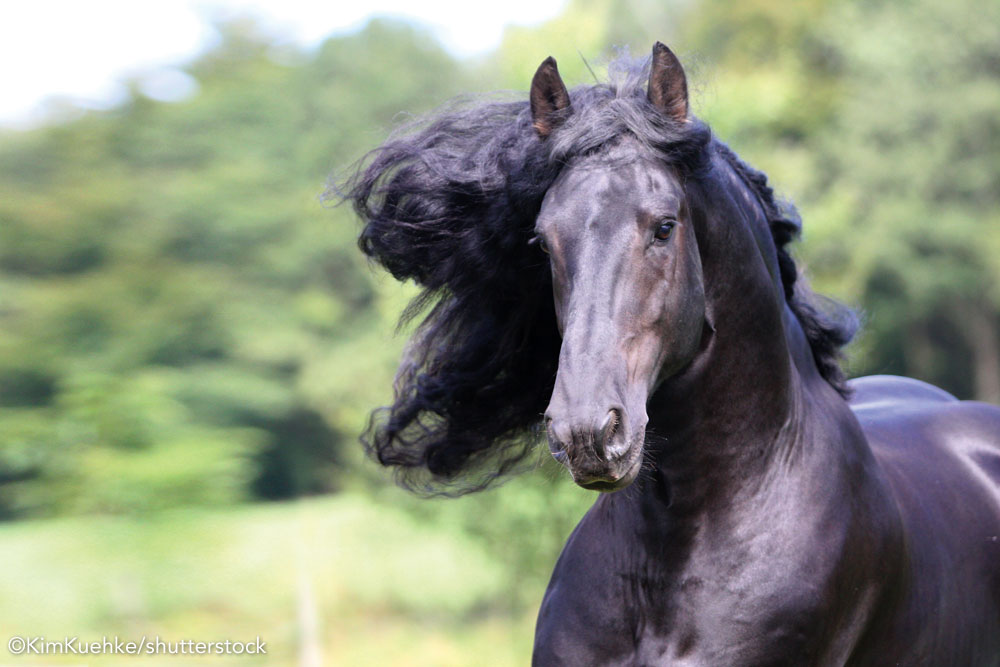 Friesian horse running