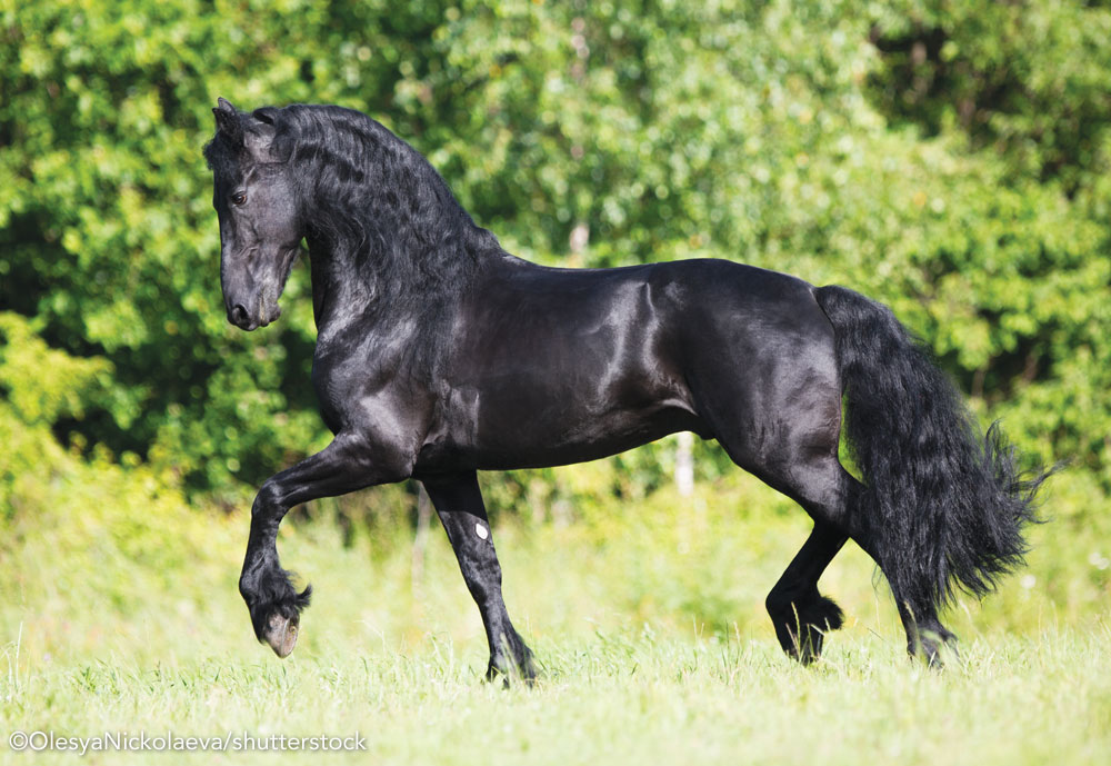 Friesian Horse trotting in a field