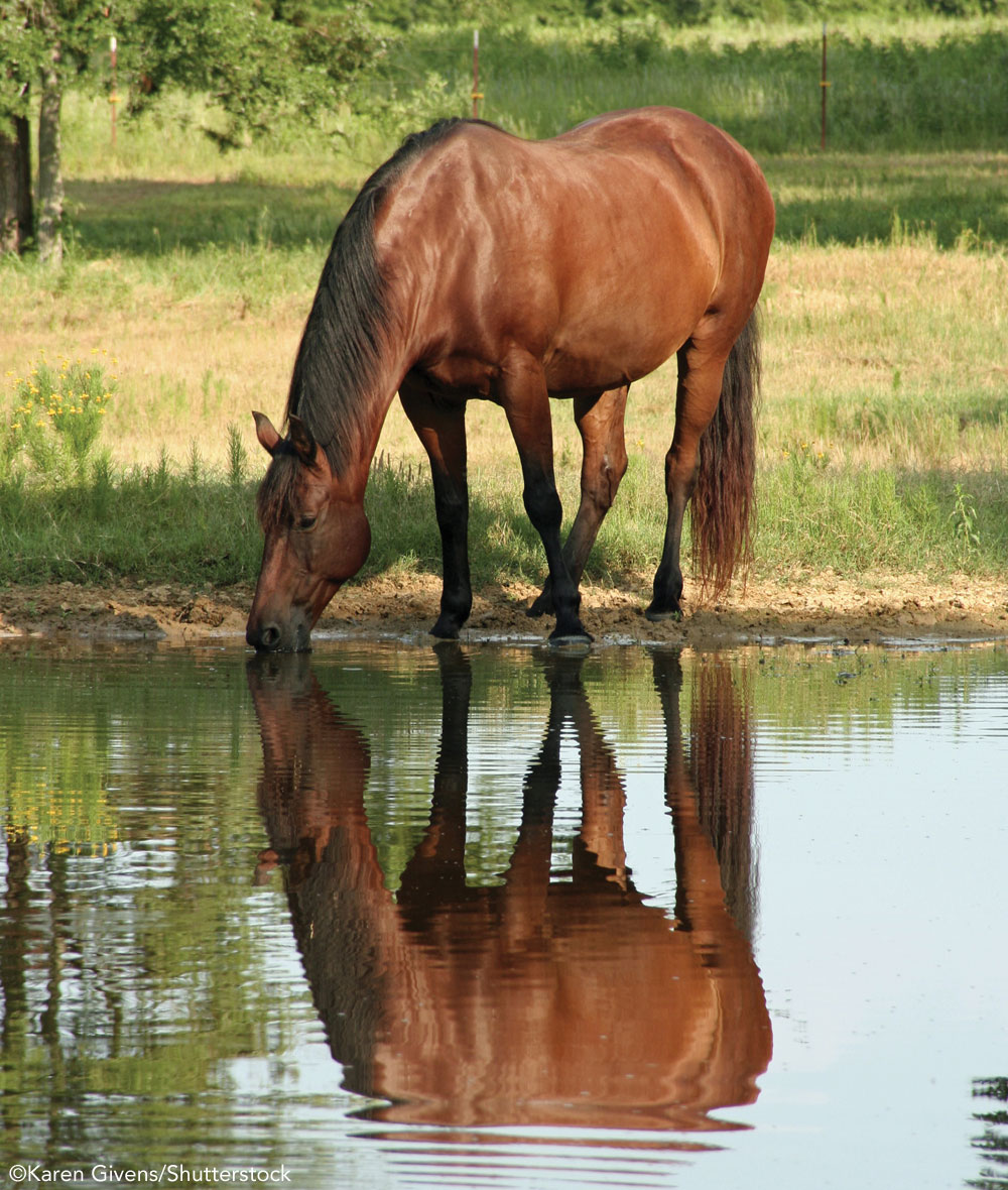 Horse drinking from a pond