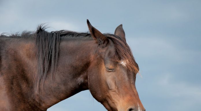 Horse sleeping standing up