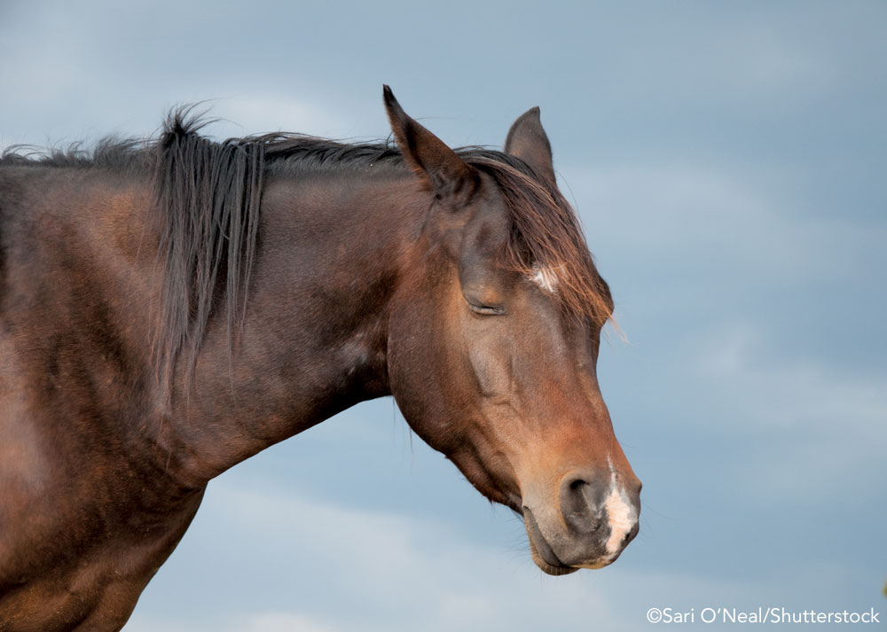 Horse sleeping standing up