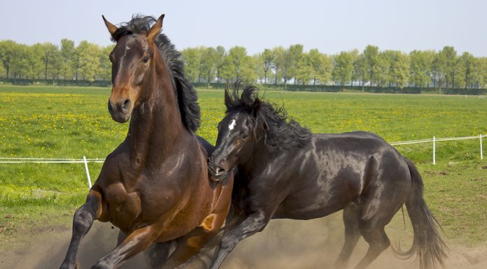 Two horses running in a paddock