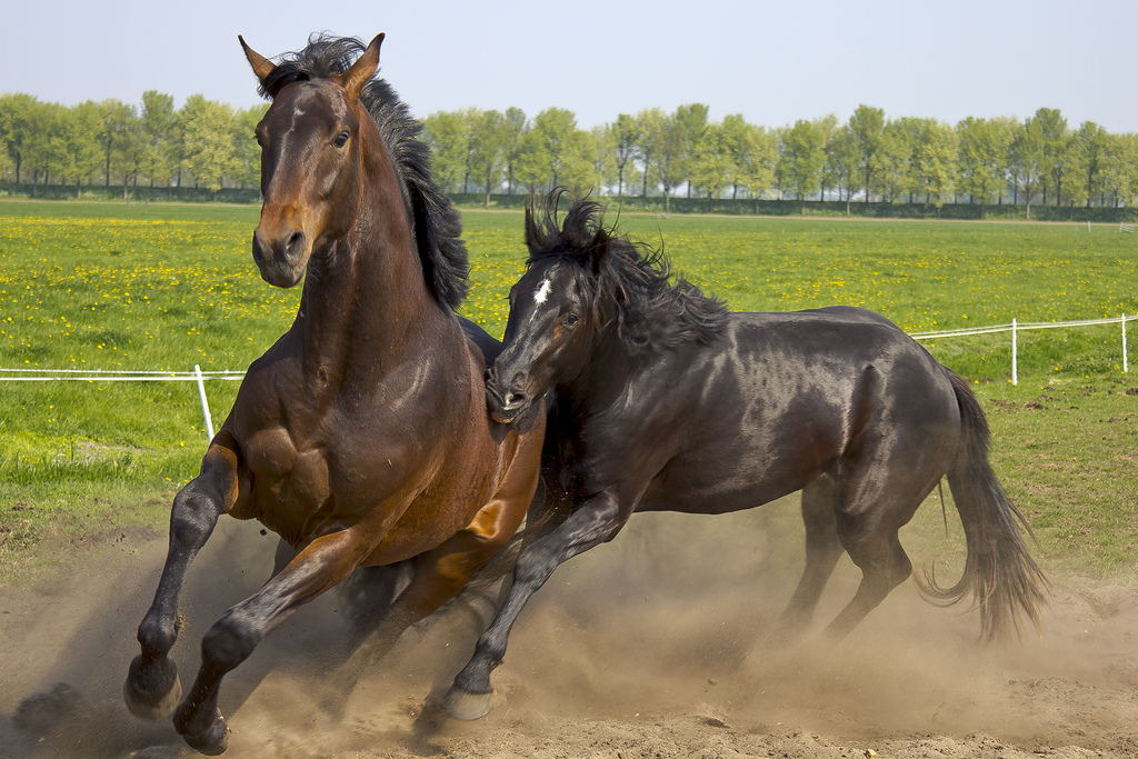 Two horses running in a paddock