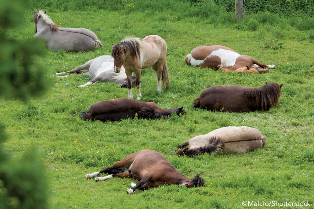 Horses sleeping in a field