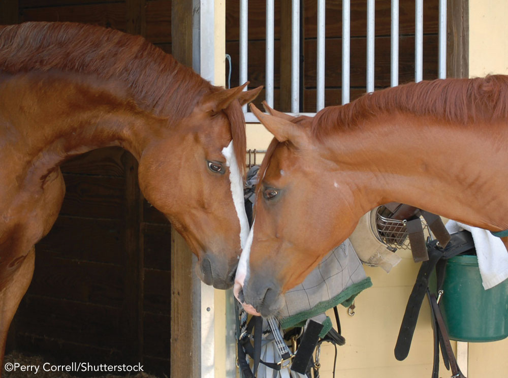 Two horses sniffing noses