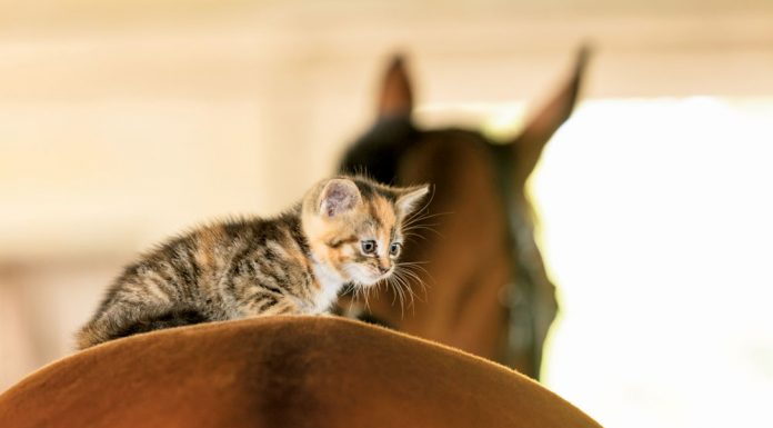 Kitten riding a horse