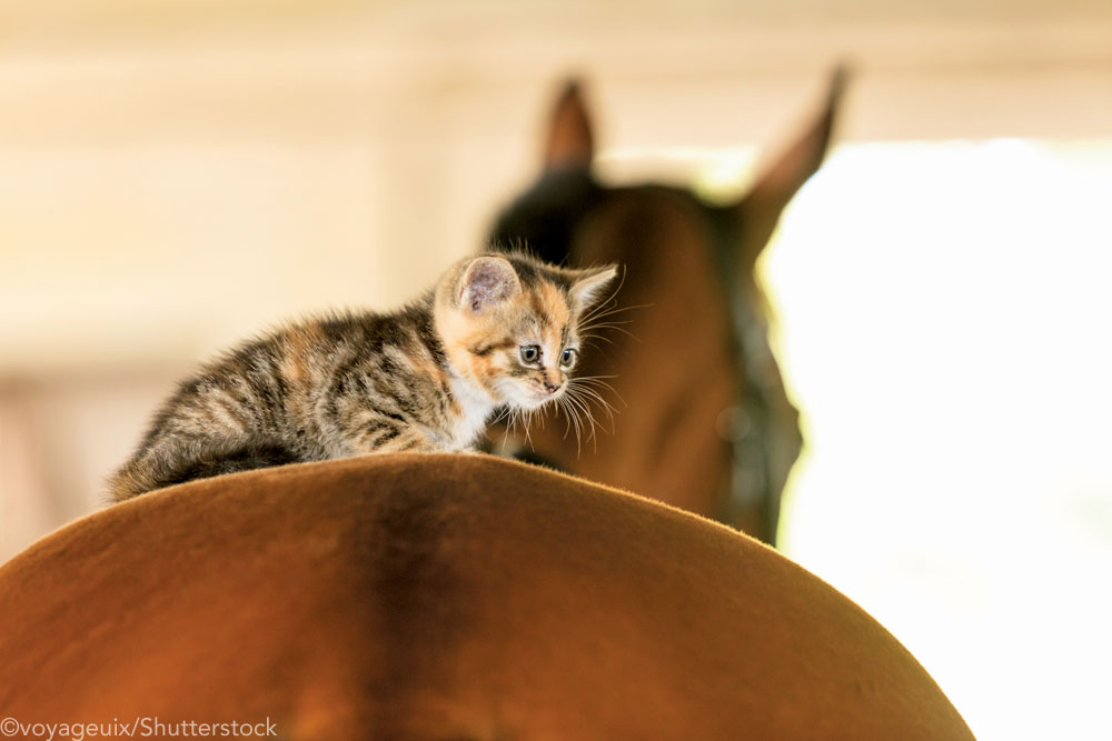 Kitten riding a horse