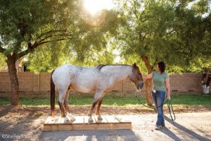 Out of the Wild Part 2: Think Like a Mustang Trainer