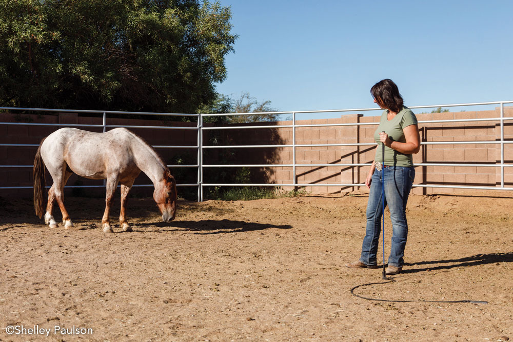 Working in the round pen