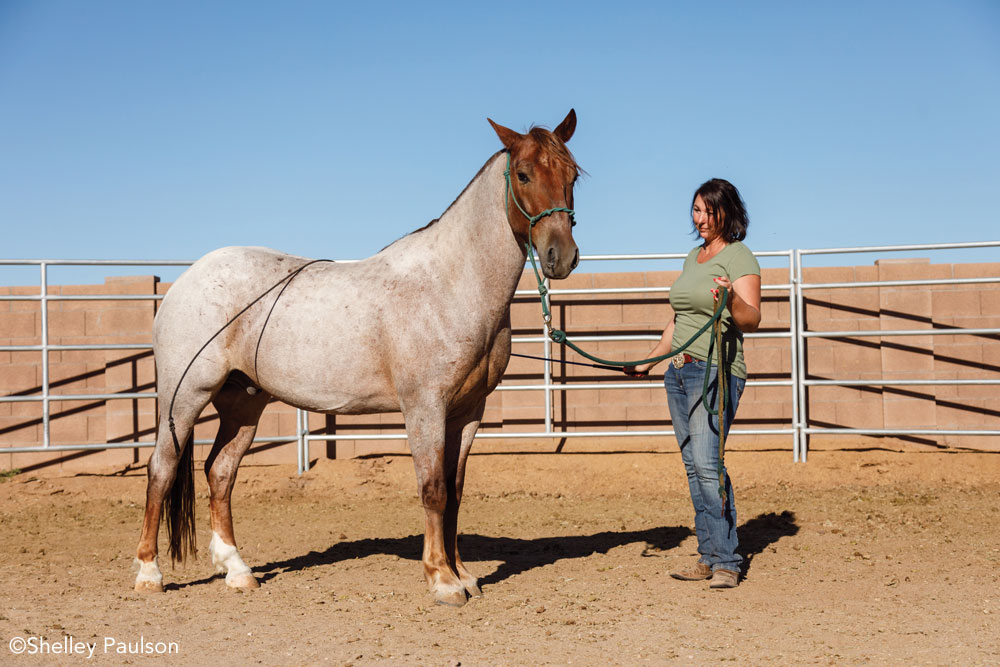 Halter training a Mustang in the round pen