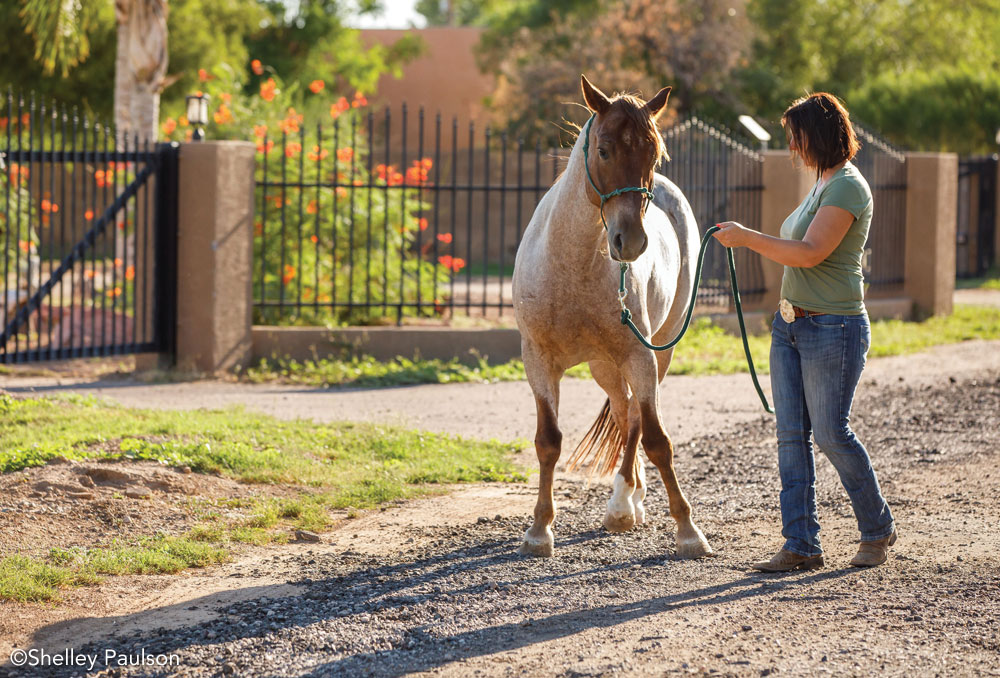 Working with a Mustang