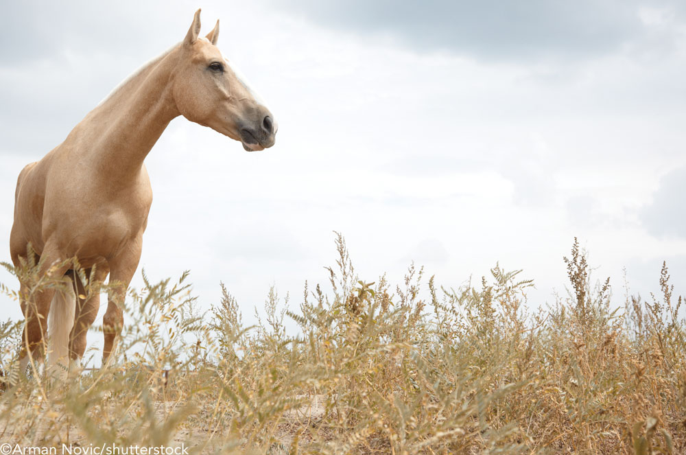 Palomino horse in a field