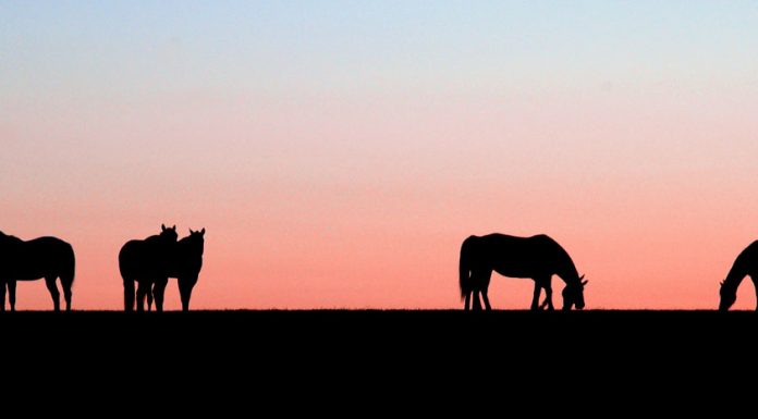 Horses at Sunset