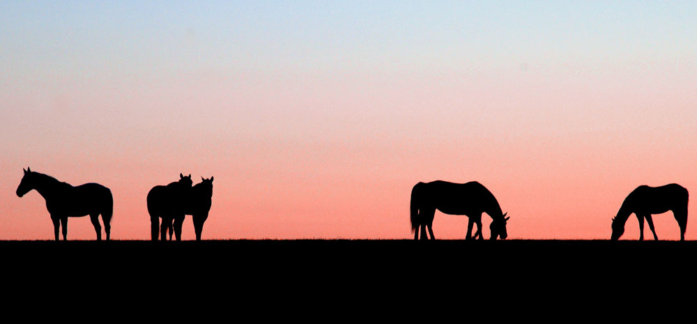 Cavalos ao pôr do sol