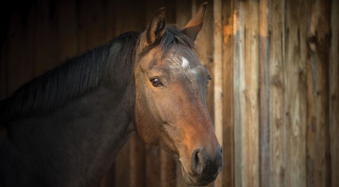 Senior horse in a barn
