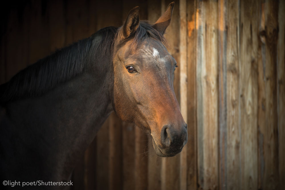 Senior horse in a barn