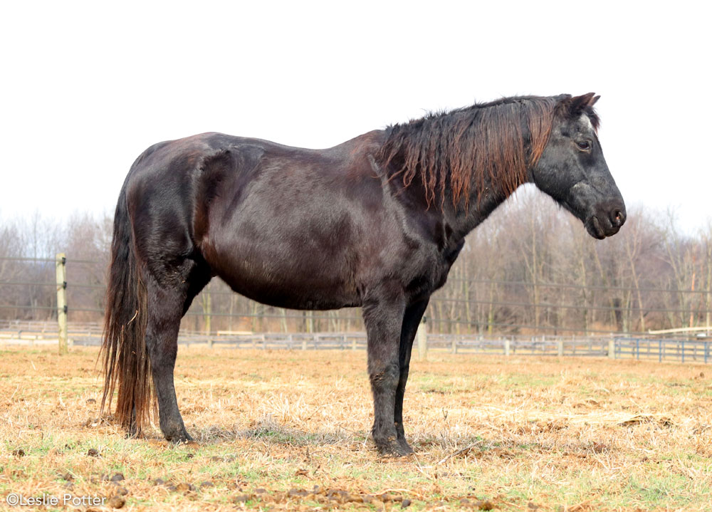 Senior Morgan Horse