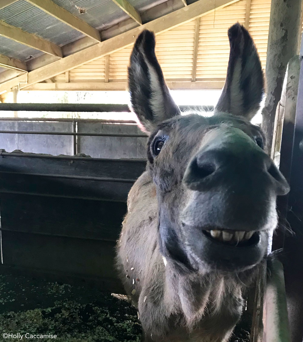 BLM burro at Return to Freedom Sanctuary