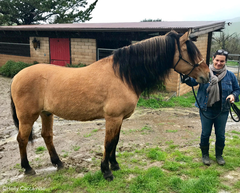 Return to Freedom president and founder Neda DeMayo and Spirit, the horse who helped animators draw the star of the 2002 movie.