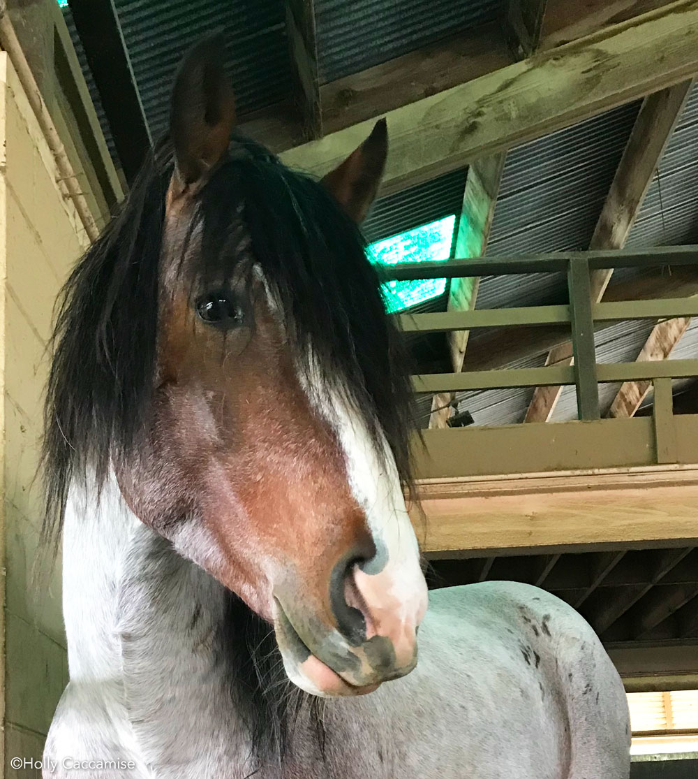 KoLa, one of the equine actors who appared in The Mustang