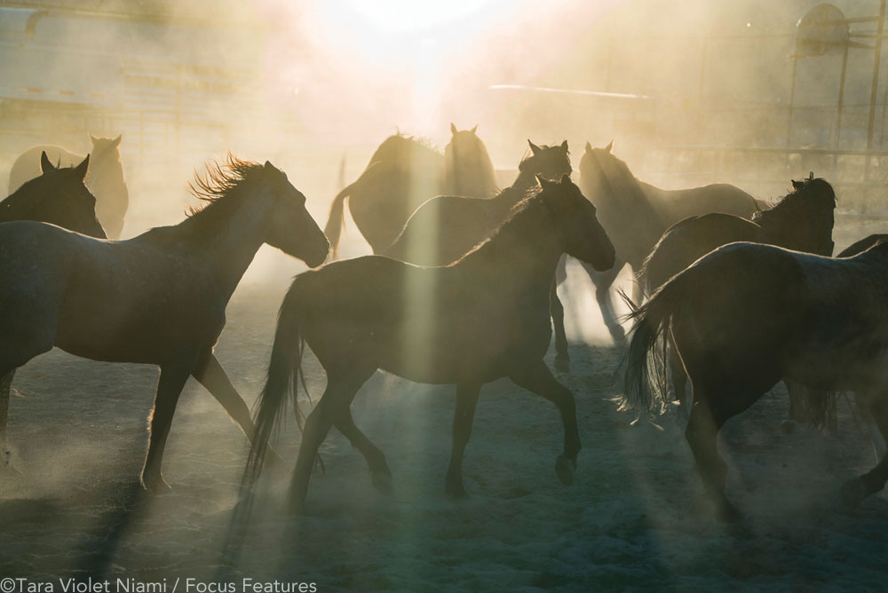 Herd of Mustangs