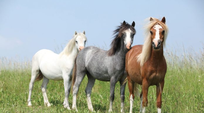 three ponies