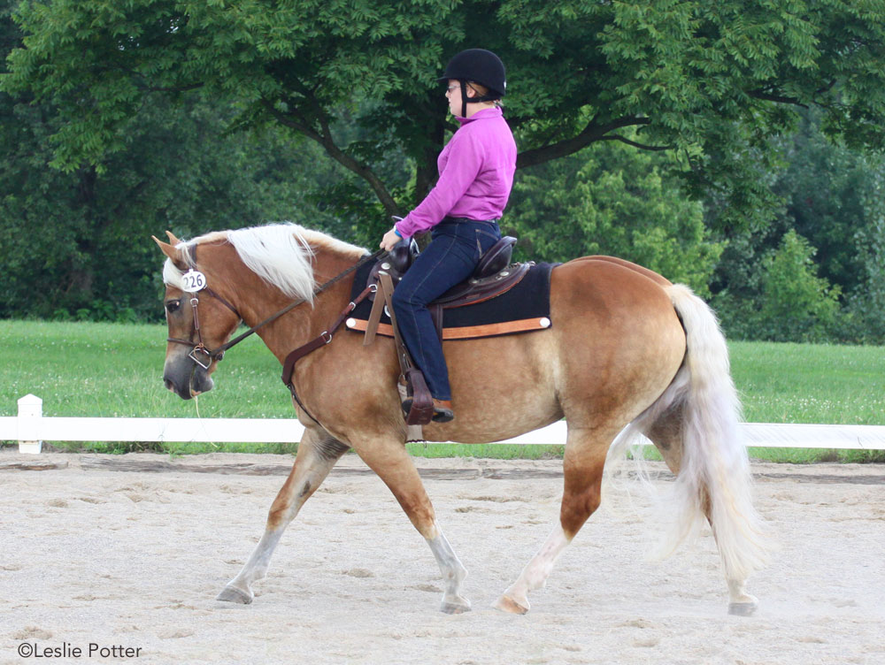 Haflinger jogging in a western dressage test