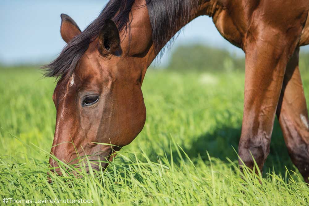 Bay horse grazing on tall grass on a windy day.