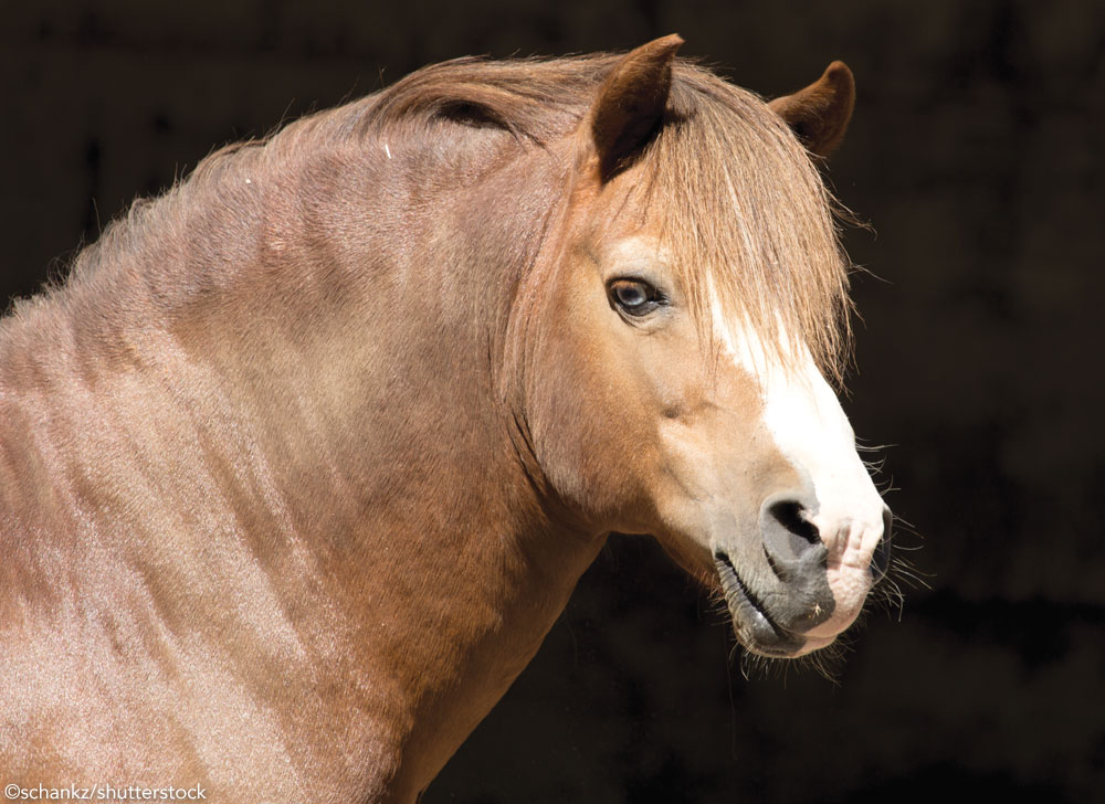 A chestnut pony with a cresty neck