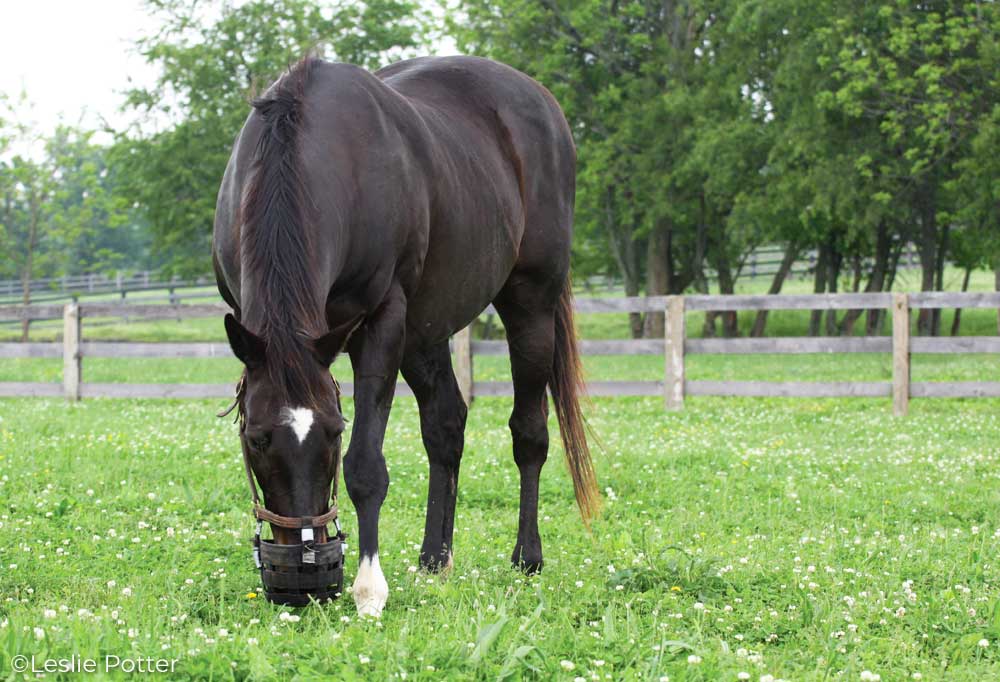 Dark bay horse in a green pasture wearing a grazing muzzle