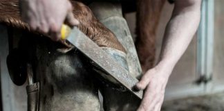 Farrier rasping a horse's hoof