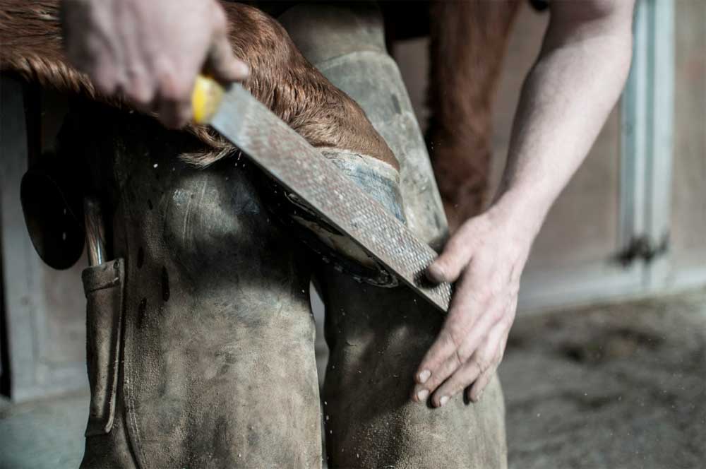 Farrier rasping a horse's hoof