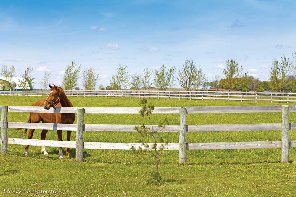 Horse standing behind wood fence